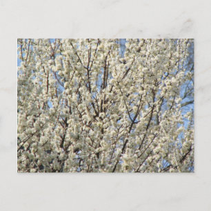 Postal Bradford Pear Tree Blooms