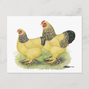 Postal Brahma Buff Pair