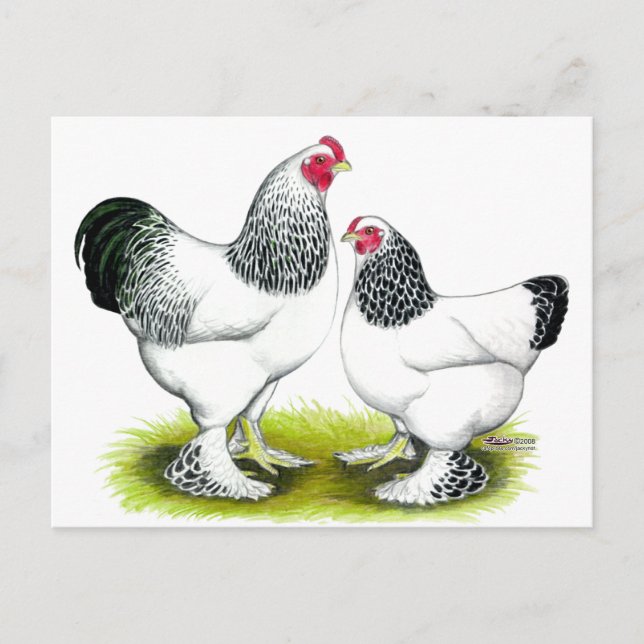 Postal Brahma: Luz (Anverso)