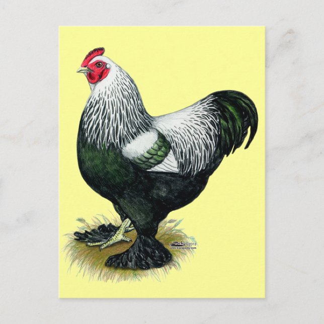 Postal Brahma:  Oscuro Rooster (Anverso)