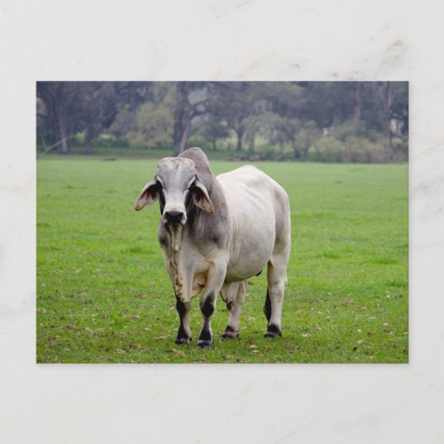 Postal Brahman (aka. Brahma) Bull en campo (Anverso)