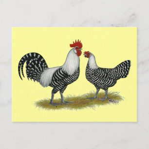 Postal Brakel Chickens