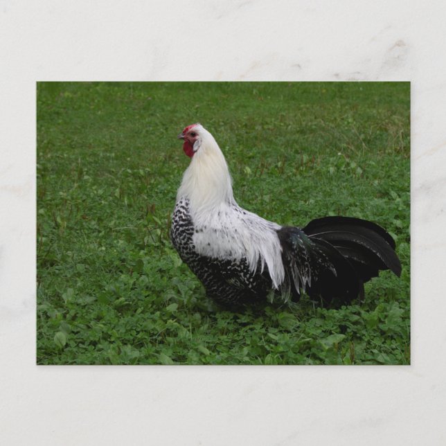 Postal Brakel Hahn (Anverso)