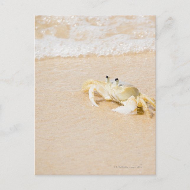 Postal Brasil, Río de Janeiro, Buzios, Cangrejo (Anverso)