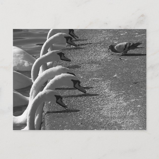 Postal Brave Pigeon (Anverso)