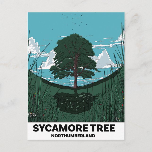 Postal Brecha del árbol de sicómoro (Anverso)