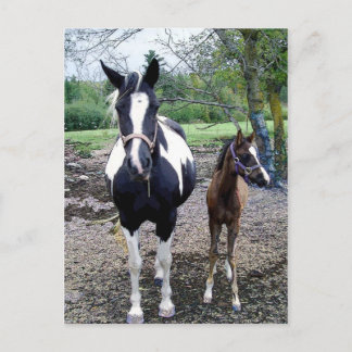 Postal Breezie n Zura