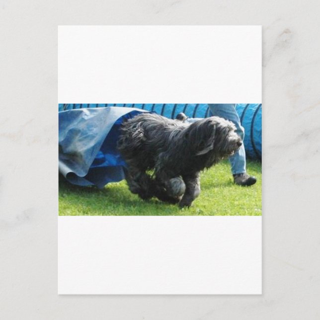 Postal Briard (Anverso)
