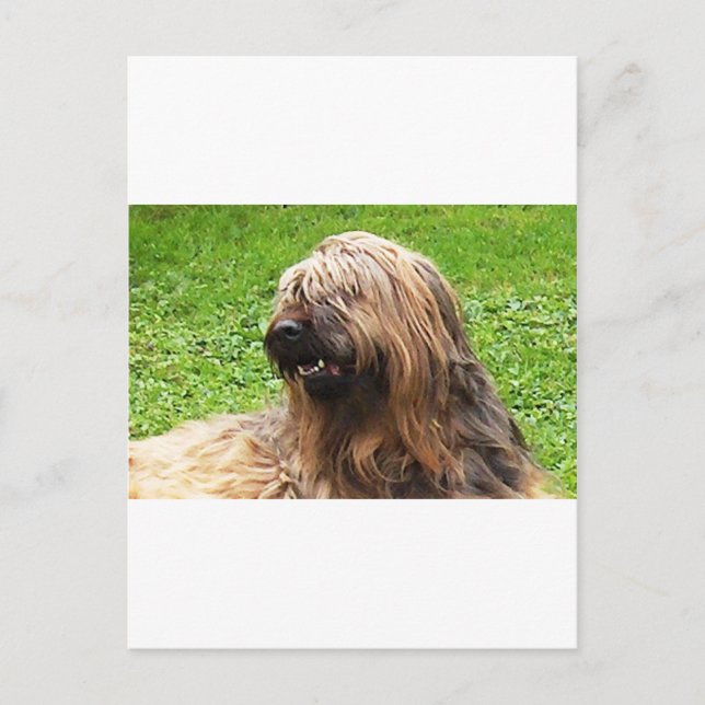 Postal Briard fauve (Anverso)