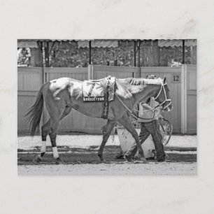 Postal Bridgetown - Thoroughbred ganadora de múltiples to