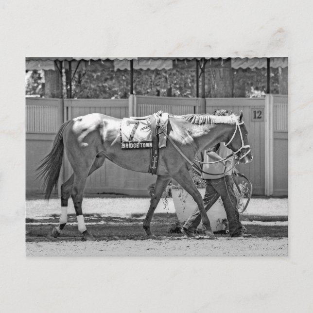 Postal Bridgetown - Thoroughbred ganadora de múltiples to (Anverso)