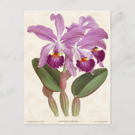 Postal Bright Purple Cattleya Orchid Vintage Botanage
