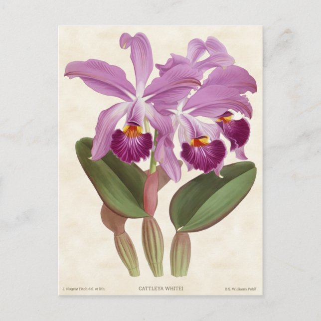 Postal Bright Purple Cattleya Orchid Vintage Botanage (Anverso)