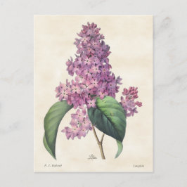 Postal Bright Purple Lilacs Vintage Botanic