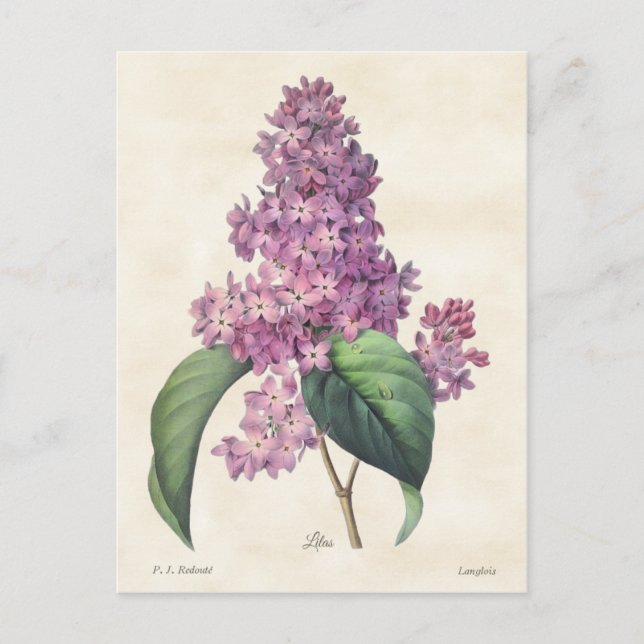 Postal Bright Purple Lilacs Vintage Botanic (Anverso)