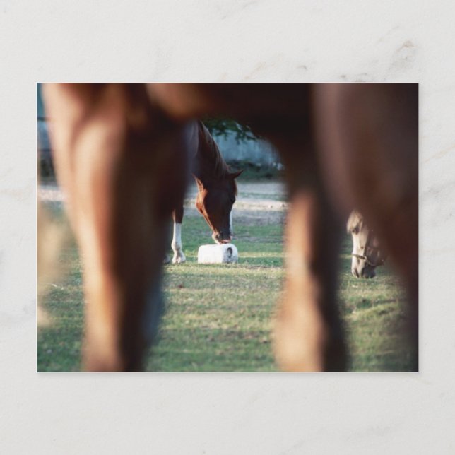 Postal Brilla por Lady Lynx (Anverso)