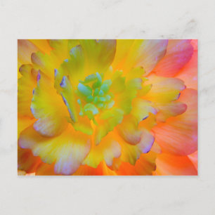 Postal Brillante Begonia Blossom   Carbono marino, WA