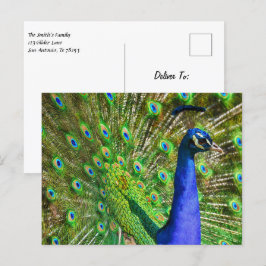 Postal Brillante Blue Peacock
