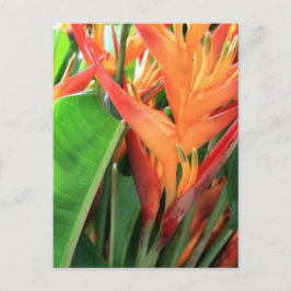 Postal Brillante Heliconia Florals Tropical