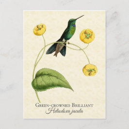 Postal Brillante Hummingbird Vintage de color verde