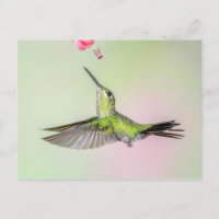 Brillante Hummingbird Volando