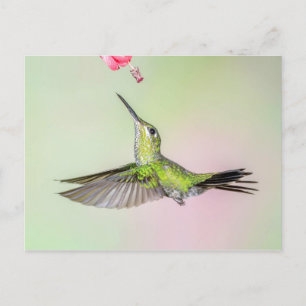 Postal Brillante Hummingbird Volando