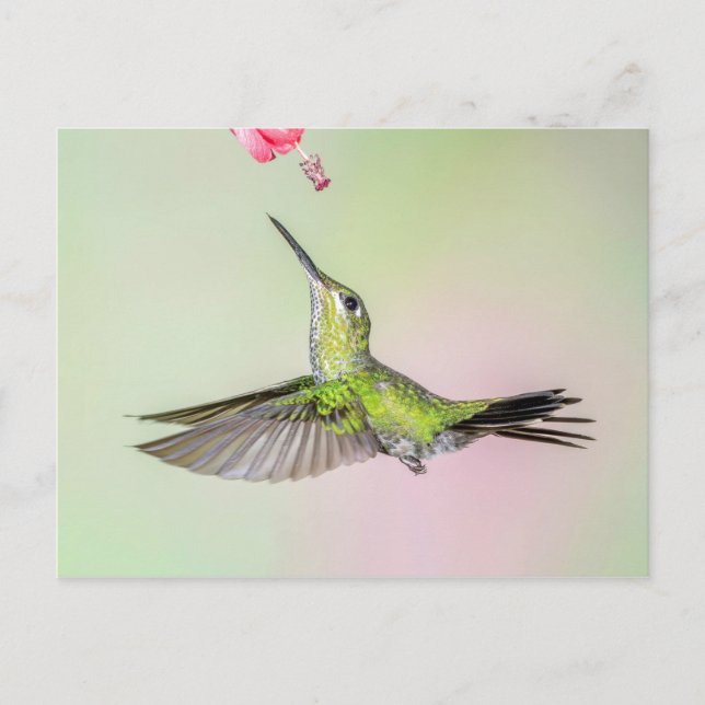 Postal Brillante Hummingbird Volando (Anverso)