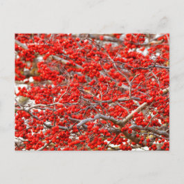 Postal Brillante Red Winterberries Holly Tree Berries