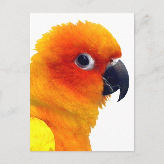 Postal Brillante Sun Conure (Anverso)