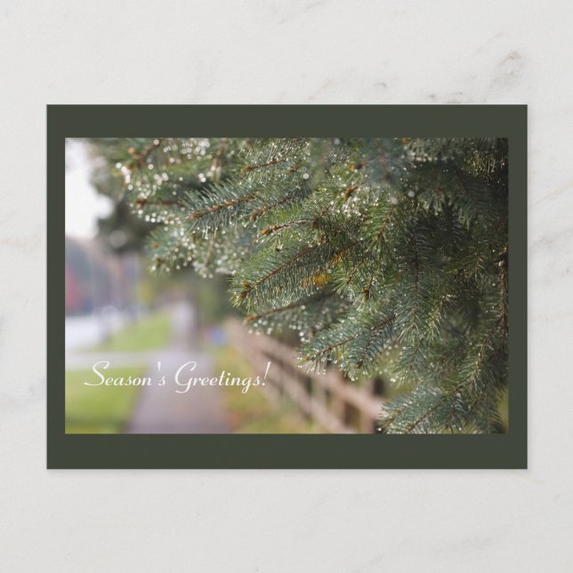 Postal Brillante y brillante Agujas Evergreen vacaciones  (Anverso)
