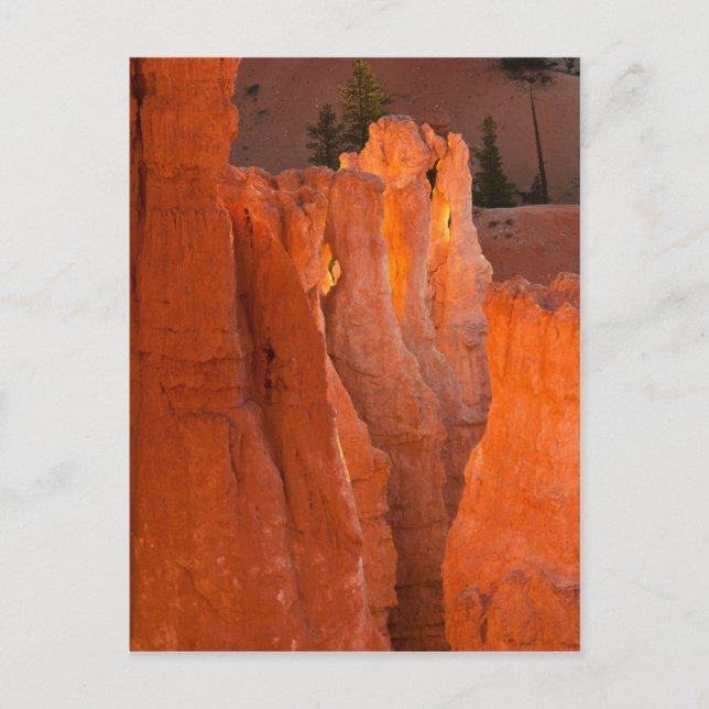 Postal Brillo interior (Anverso)