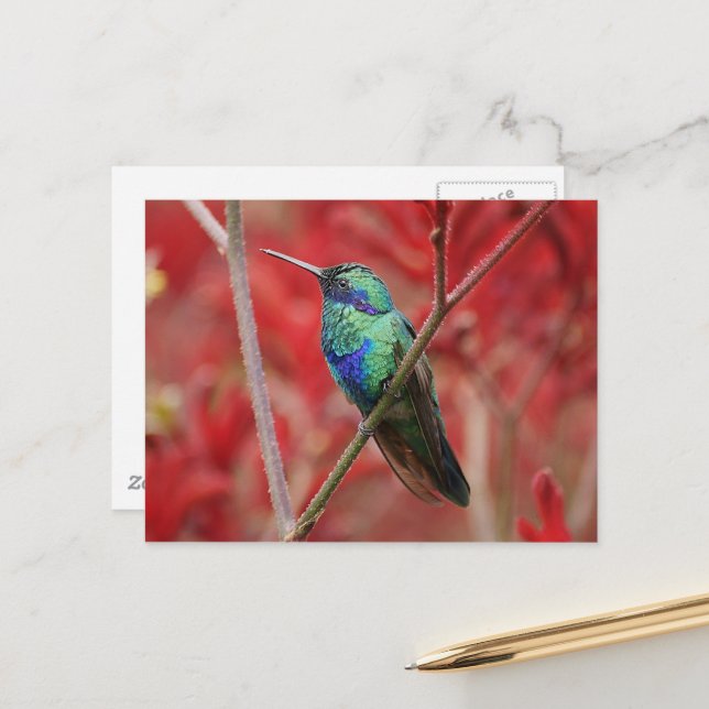 Postal Brillo irlandés (Anverso/Reverso In Situ)