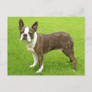 Postal Brindle Boston Terrier Perro cachorro pensando en