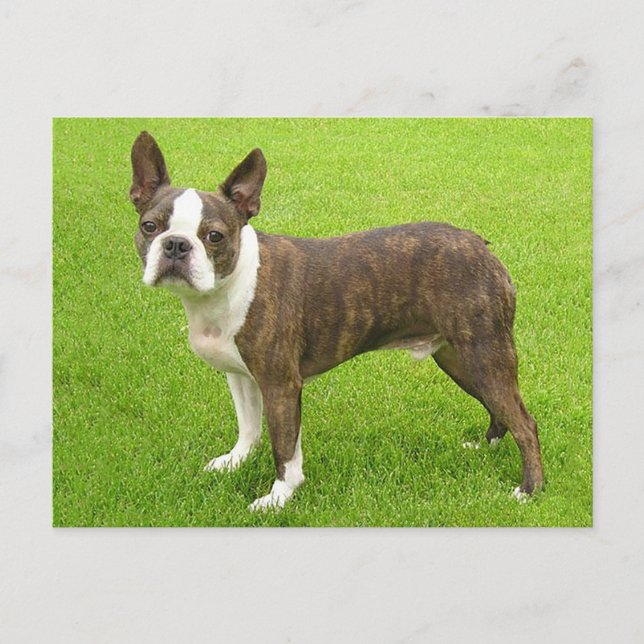 Postal Brindle Boston Terrier Perro cachorro pensando en  (Anverso)