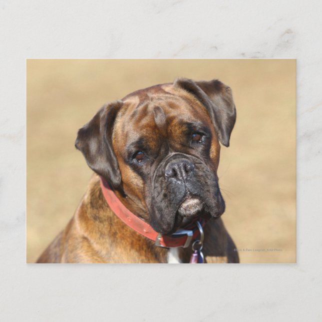 Postal Brindle Boxer Dog (Anverso)