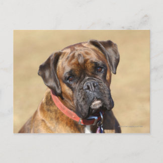 Postal Brindle Boxer Dog