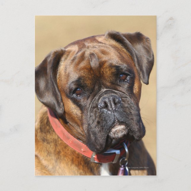 Postal Brindle Boxer Dog (Anverso)