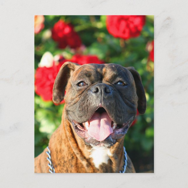 Postal Brindle boxer dog Postcard (Anverso)