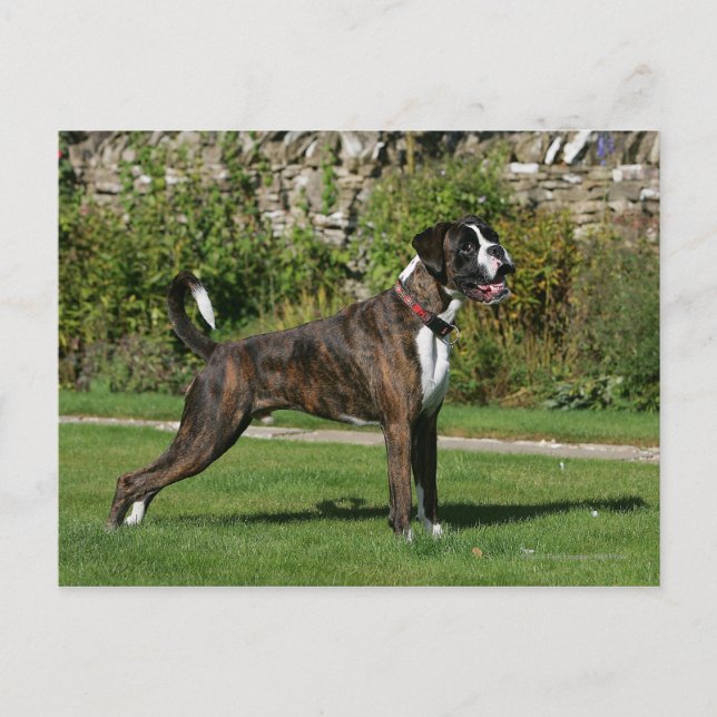 Postal Brindle Boxer Dog Show Stance (Anverso)
