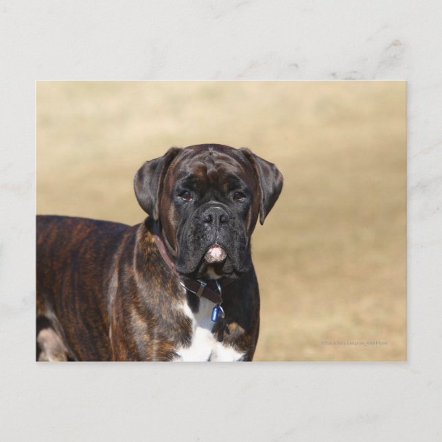 Postal Brindle Boxer Dog Standing (Anverso)