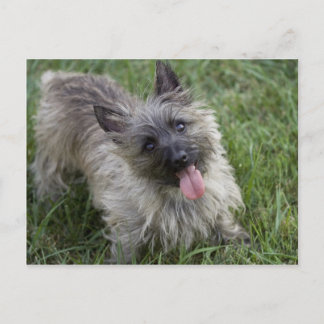 Postal Brindle Cairn Terrier Postcard