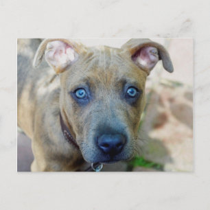 Postal Brindle Pit Bull con una foto de Shirley Taylor