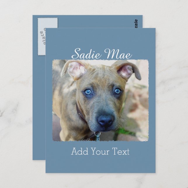 Postal Brindle Pit Bull con una foto de Shirley Taylor (Anverso / Reverso)