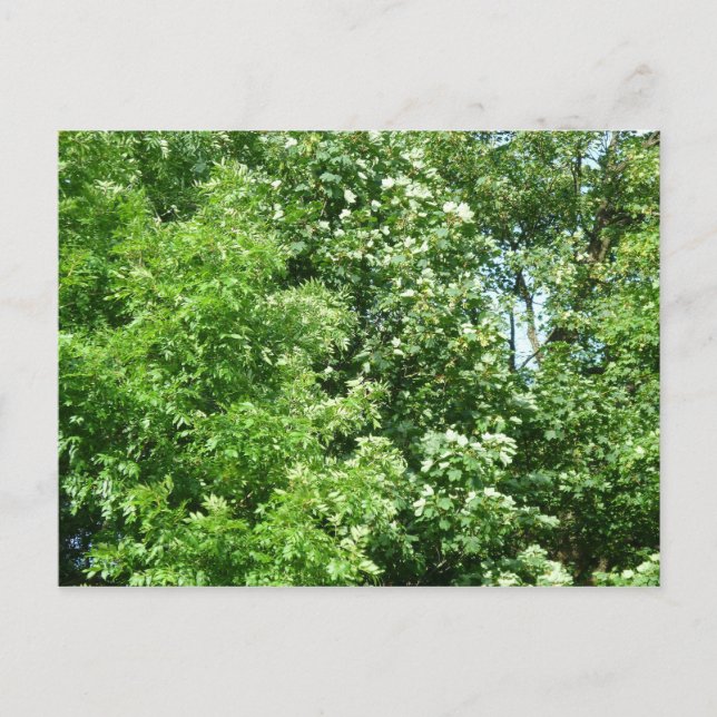 Postal Brisa de verano (Anverso)