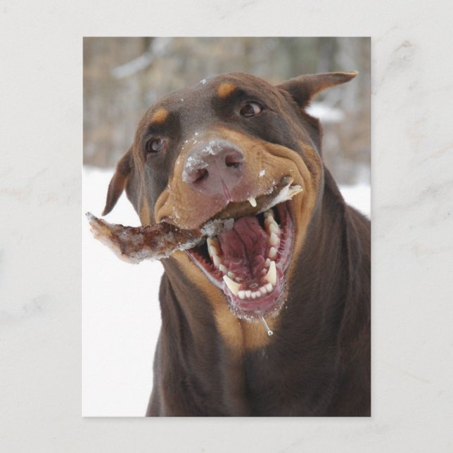 Postal brisbeestick (Anverso)