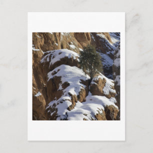 Postal Bristlecone Pine 1