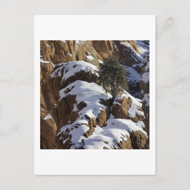 Postal Bristlecone Pine 1 (Anverso)
