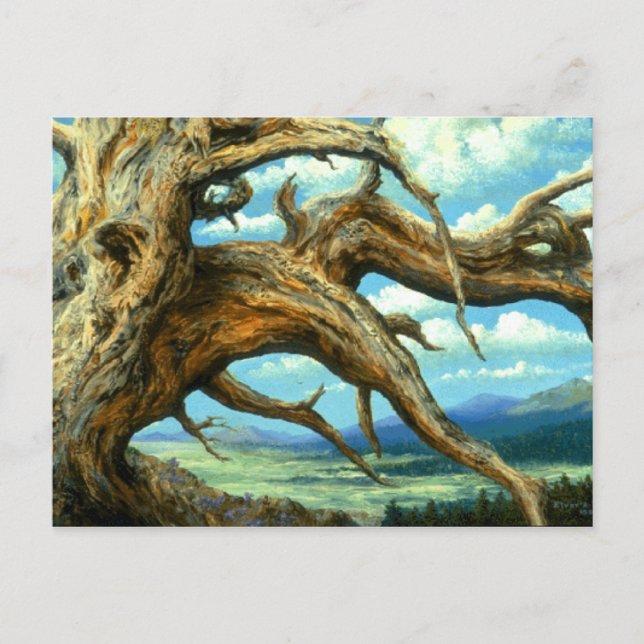 Postal Bristlecone Pine Postcard (Anverso)