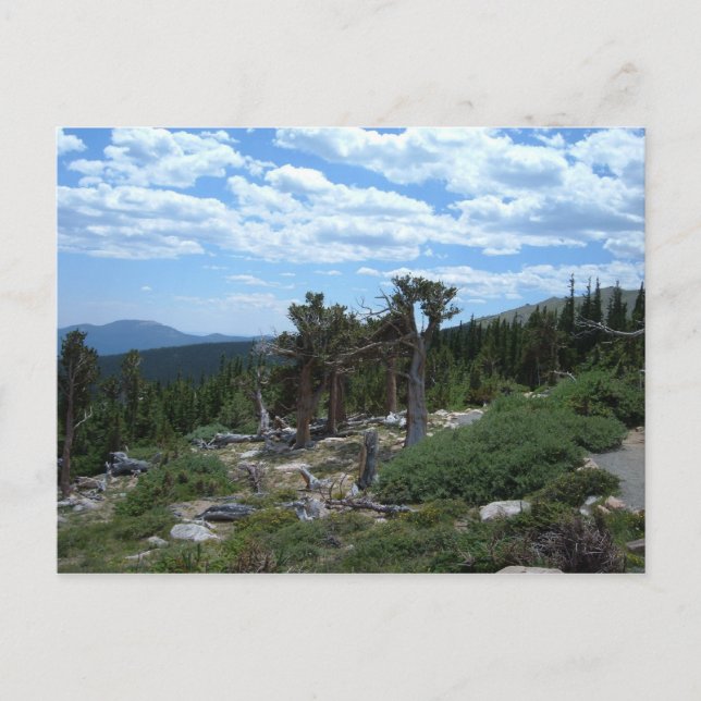 Postal Bristlecone Pine Tree (Anverso)