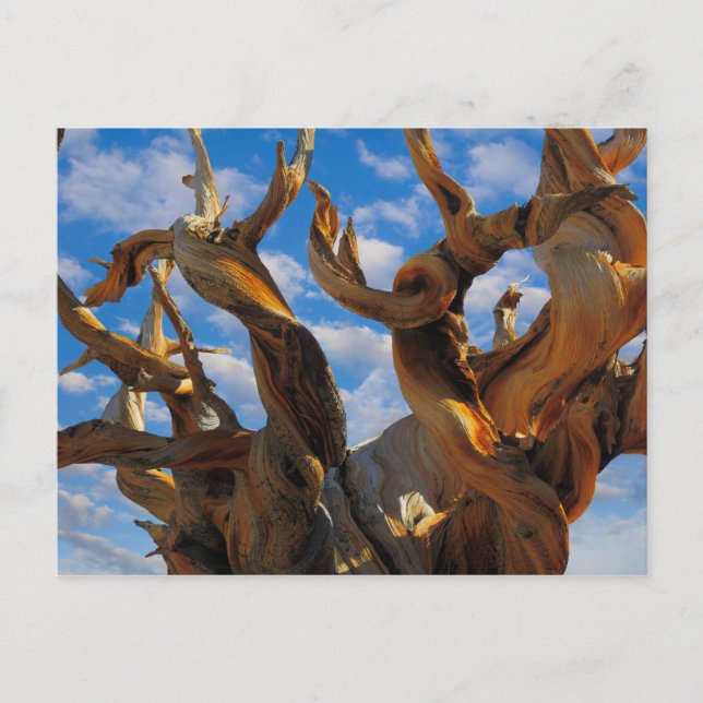Postal Bristlecone Pine Tree (Anverso)